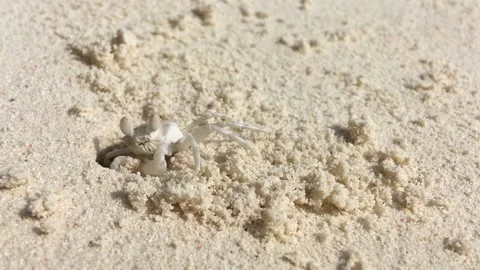 White crab after low tide on the beach of the Indian Ocean. Zanzibar. Stock Footage 183267035