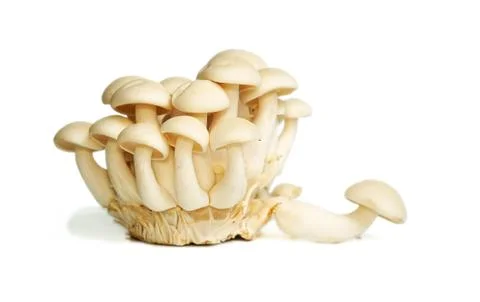 White crab mushrooms Stock Photos