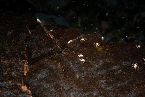 White crab Stock Photos