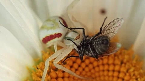 White Crab Spider Capturing a Fly on a Vibrant Daisy Flower 库存影片 314645755
