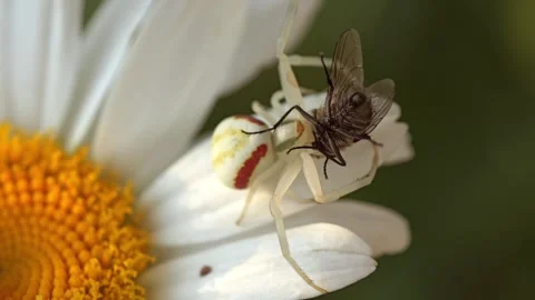 White Crab Spider Capturing a Fly on a Vibrant Daisy Flower Vidéo 314646051