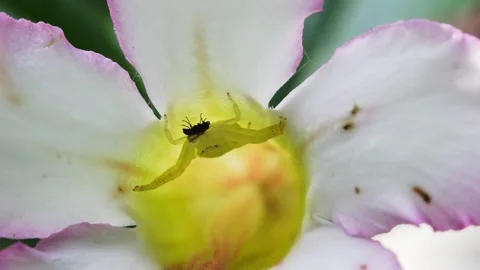 White Crab Spider Capturing a Fly Inside a Pink Desert Rose Flower Stock Footage 340313461