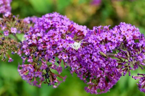 White Crab Spider. Stock Photos