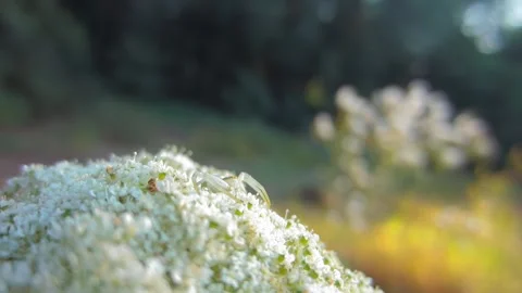 White crab spider preparing to catch prey in ambush close-up Stock Footage 258830064