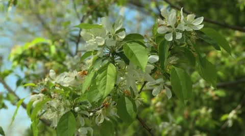 White crabapple flowers 2 Stock Footage 12687028