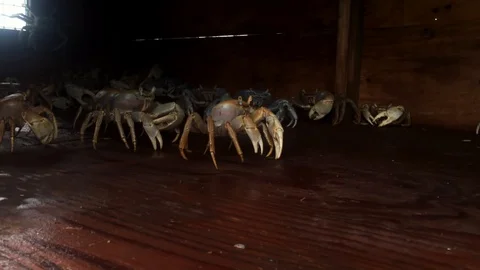 White Crabs from Long Island Displayed in Crab Cage Booth, Freeport, Bahamas Stock Footage 110692539