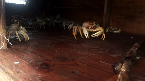 White Crabs from Long Island Displayed in Crab Cage Booth, Freeport, Bahamas Stock Footage 110692560