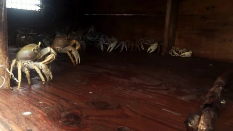 White Crabs from Long Island Displayed in Crab Cage Booth, Freeport, Bahamas Stock Footage 110692585