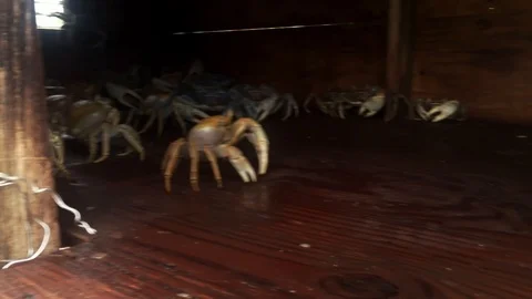 White Crabs from Long Island Displayed in Crab Cage Booth, Freeport, Bahamas Stock Footage 110692588