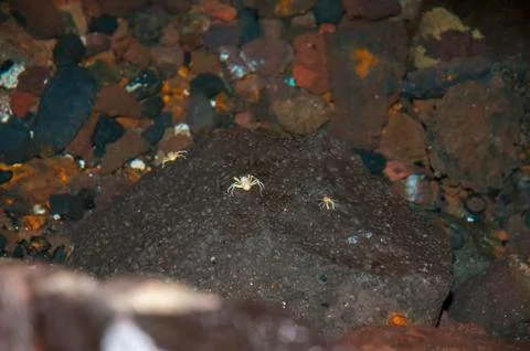 White crabs Stock Photos