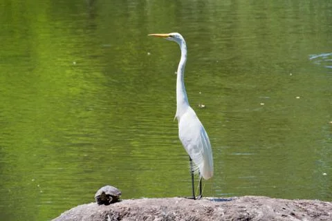 White crane and a turtle standing on a rock in a lake Фото