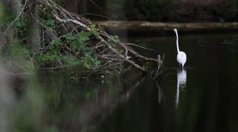 White Crane Catches Fish Stock Footage 26594856
