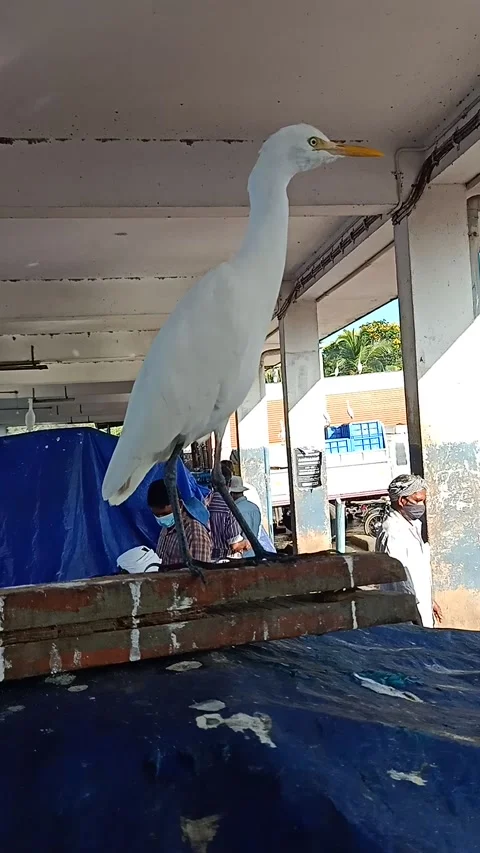 White crane close-up video Stock Footage 166331395