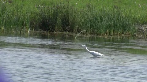 White Crane Eating Fish Stock Footage 25891644