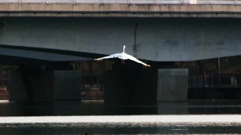 White Crane Flies Under Concrete Bridge Over Water Vídeos de archivo 334707410