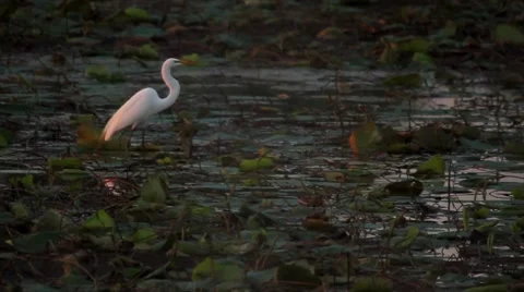 White Crane Stock Footage 51895593