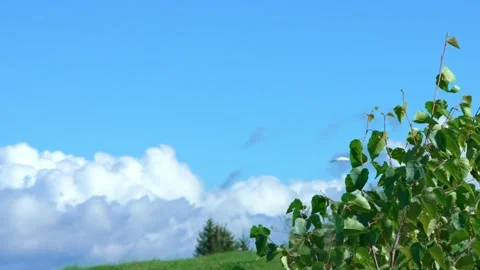 White crane. Stock Footage 320711989