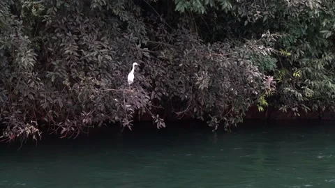 A white crane perched on a tree branch next to a flowing water canal Stock Footage 149903665