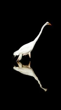 White crane reflection in dark water Fotos de archivo