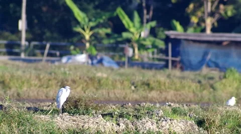 White crane take off and flying Stock Footage 60051390