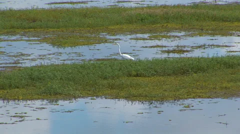 White Crane In Wetlands Stock Footage 33604007