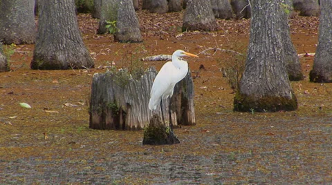 White Crane In Wetlands Video stock 33604022