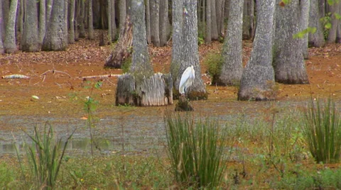 White Crane In Wetlands Video stock 33604028