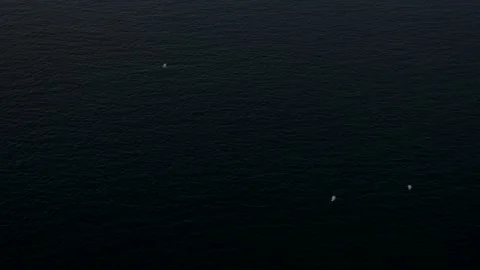 White cranes fly over rippling water Stock Footage 167372311