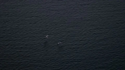 White cranes fly over rippling water Stock Footage 167372315