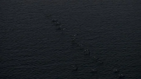White cranes fly over rippling water Stock Footage 167372328