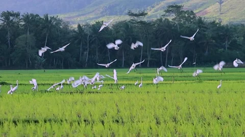 White cranes flying away from the place in search of food in rice fields Stock Footage 241241787