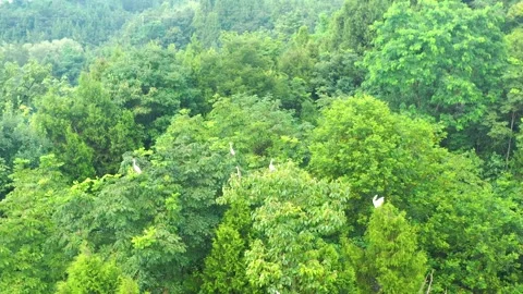White Cranes Perched Within Dense Green Forest Canopy in a Serene Nature Reserve Video stock 342091919