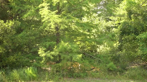 White cranes in a stream behind trees. Stockbeeldmateriaal 341319424