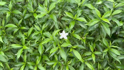 White crape jasmine flower and green leaves swaying gently in a light breeze. Stock Footage 346718760