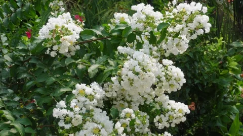 White crape myrtle Stock Footage 344312701