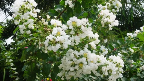 White Crape Myrtle 스톡 동영상 344312732