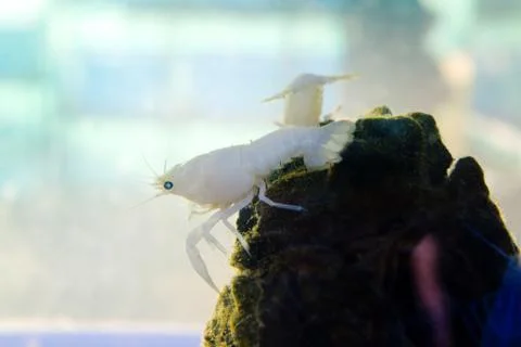 White crayfish in water Stock Photos