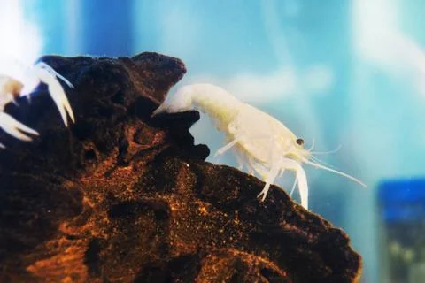 White crayfish in water Foto stock