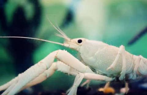 White crayfish in water Foto stock