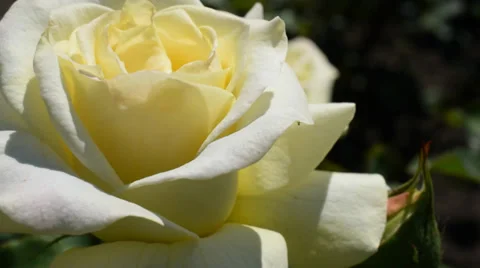 White Cream Rose closeup Stock Footage 39705573
