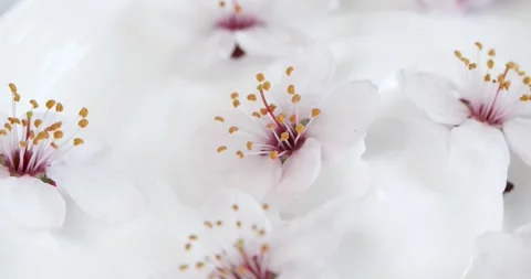 White cream texture with cherry flowers, close-up beauty facial cosmetics mask Vídeo Stock 244900814