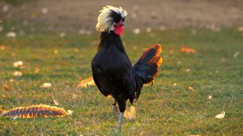 White Crested Black Polish Bantam Rooster Stock Footage 104457186