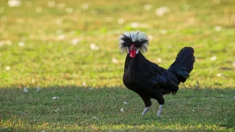 White Crested Black Polish Bantam Rooste... | Stock Video | Pond5