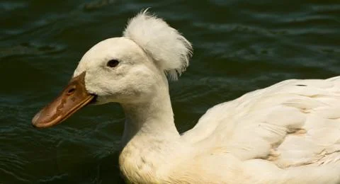 White Crested Duck Stock-Fotos