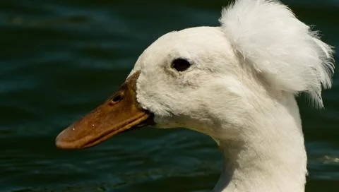White Crested Duck Stock Photos