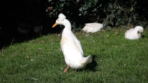 White Crested Duck Preening and Waddling Away, Ireland Stock Footage 339006284