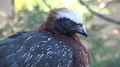 White-crested Guan bird head profile portrait very close up at sunny day 4k or 4k+ Resolution