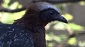 White-crested Guan bird head profile portrait very close up in shadow 4k or 4k+ Resolution