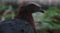 White-crested Guan bird very close up portrait HD Footage
