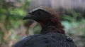 White-crested Guan bird very close up portrait HD Footage